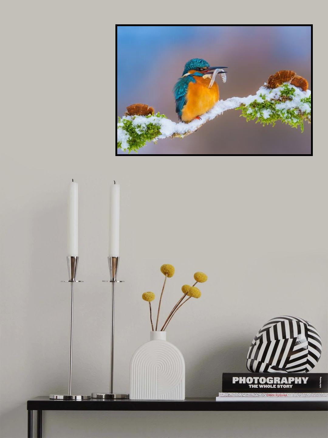 Kingfisher in winter Poster och Canvastavla