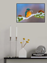 Kingfisher in winter Poster och Canvastavla