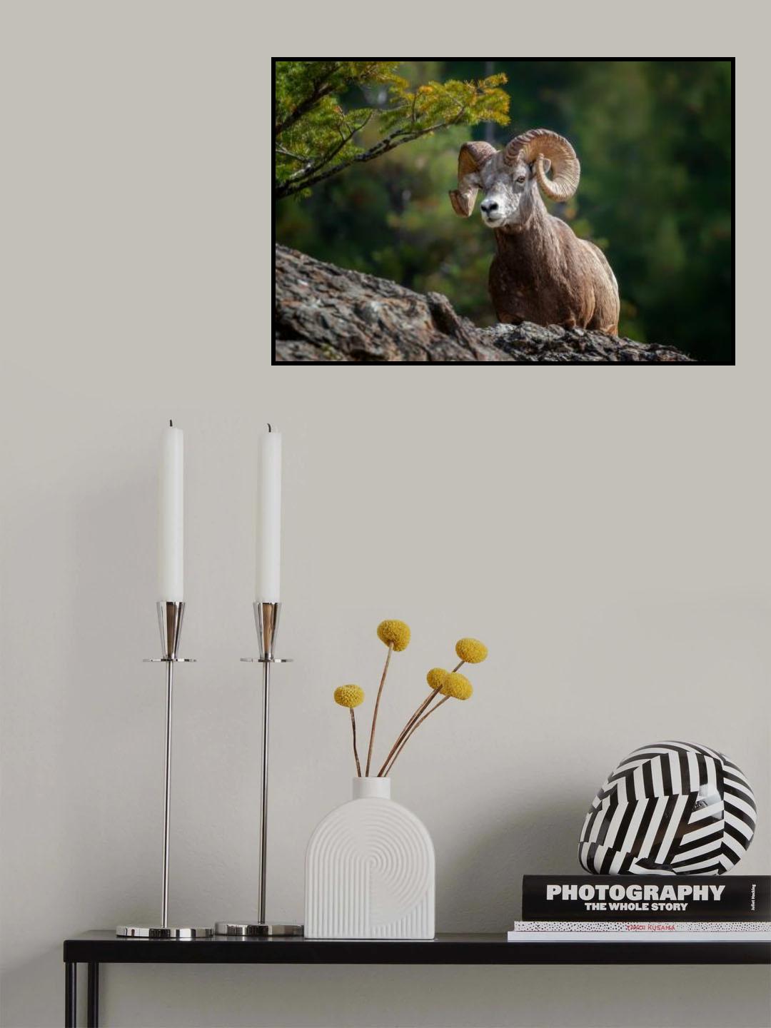 bighorn sheep in Rocky Mountains Poster och Canvastavla