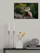 bighorn sheep in Rocky Mountains Poster och Canvastavla