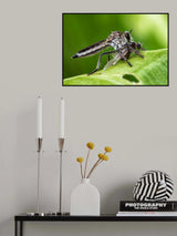 sucking Poster och Canvastavla
