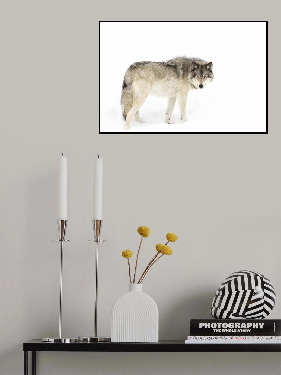 Timber wolf walking through the snow Poster och Canvastavla