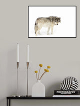 Timber wolf walking through the snow Poster och Canvastavla