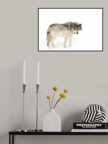 Timber wolf walking through the snow Poster och Canvastavla