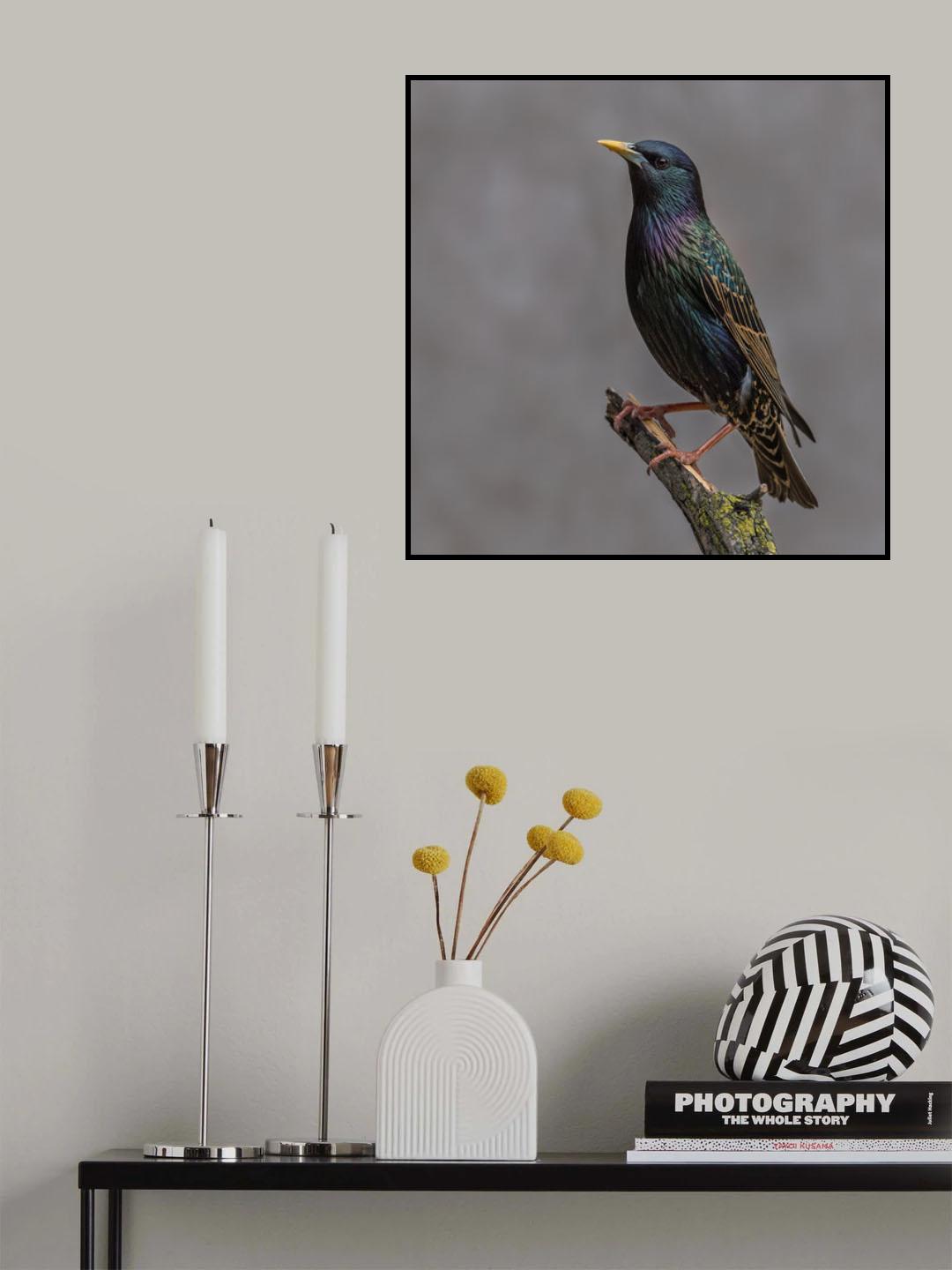 Flamboyant... Poster och Canvastavla