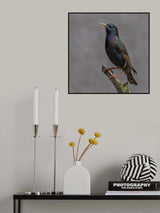 Flamboyant... Poster och Canvastavla
