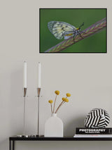 Colorful Poster och Canvastavla