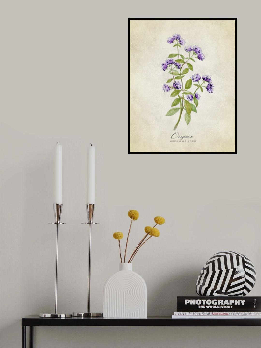 Oregano vintage Poster och Canvastavla