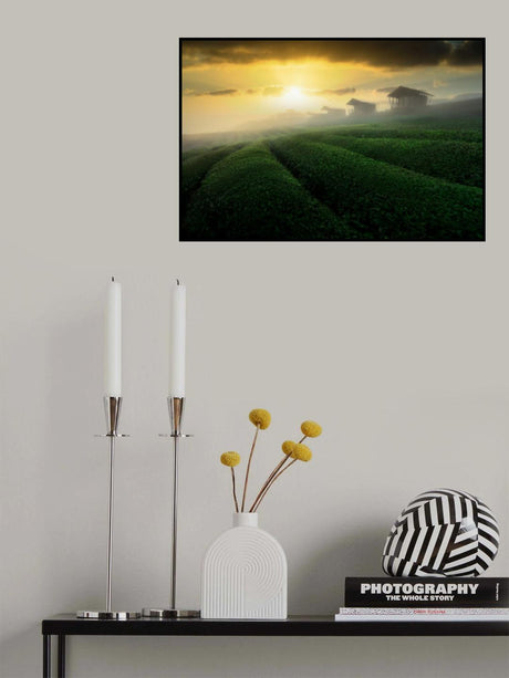 misty sunrise in tea garden Poster och Canvastavla