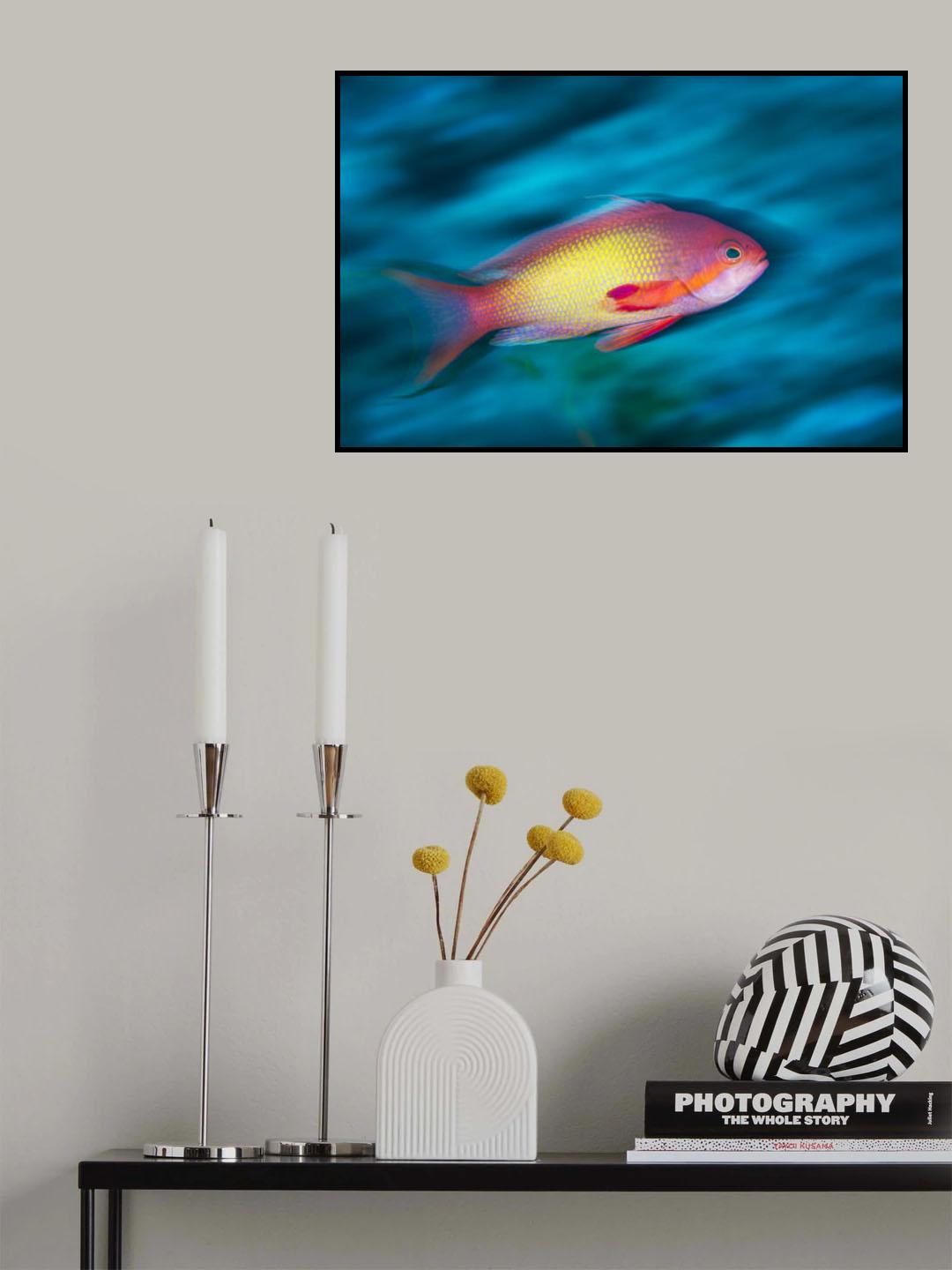 Jewel fairy basslet Poster och Canvastavla