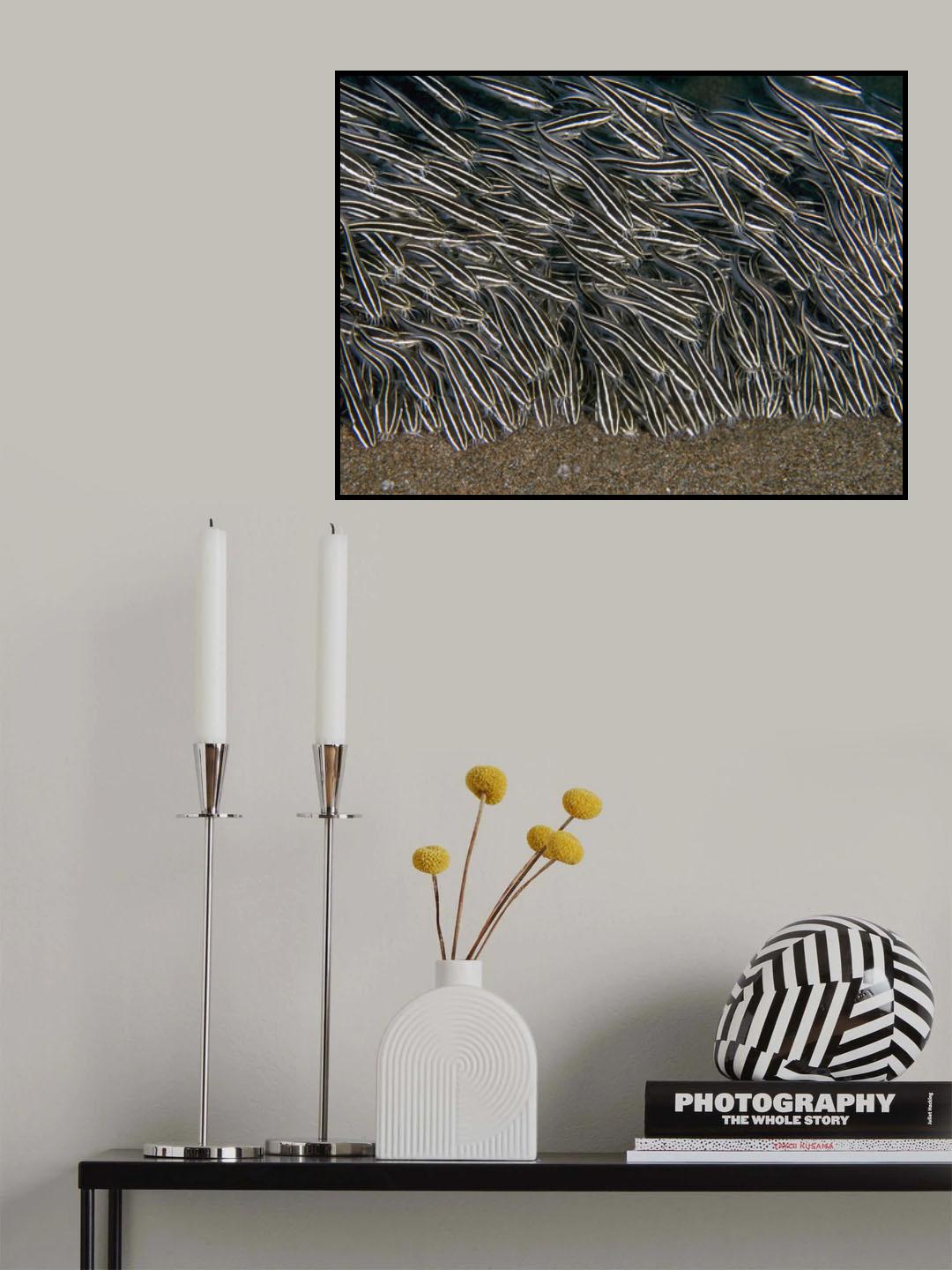Striped Eel Catfish Poster och Canvastavla
