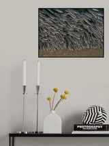 Striped Eel Catfish Poster och Canvastavla