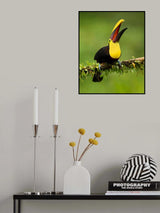 Yellow-throated toucan Poster och Canvastavla