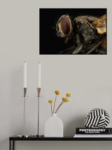 Musca domestica (housefly) Poster och Canvastavla