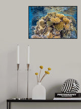 Reef of Mayotte Poster och Canvastavla