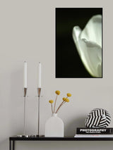 white tulip close up Poster och Canvastavla