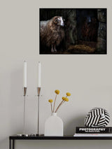 The sheep shed Poster och Canvastavla