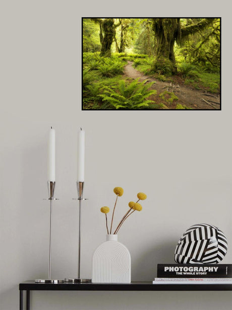 Hoh Rainforest Poster och Canvastavla