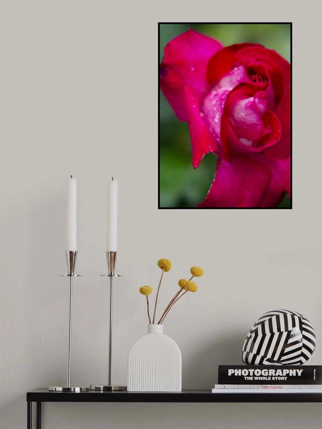 rose close up Poster och Canvastavla