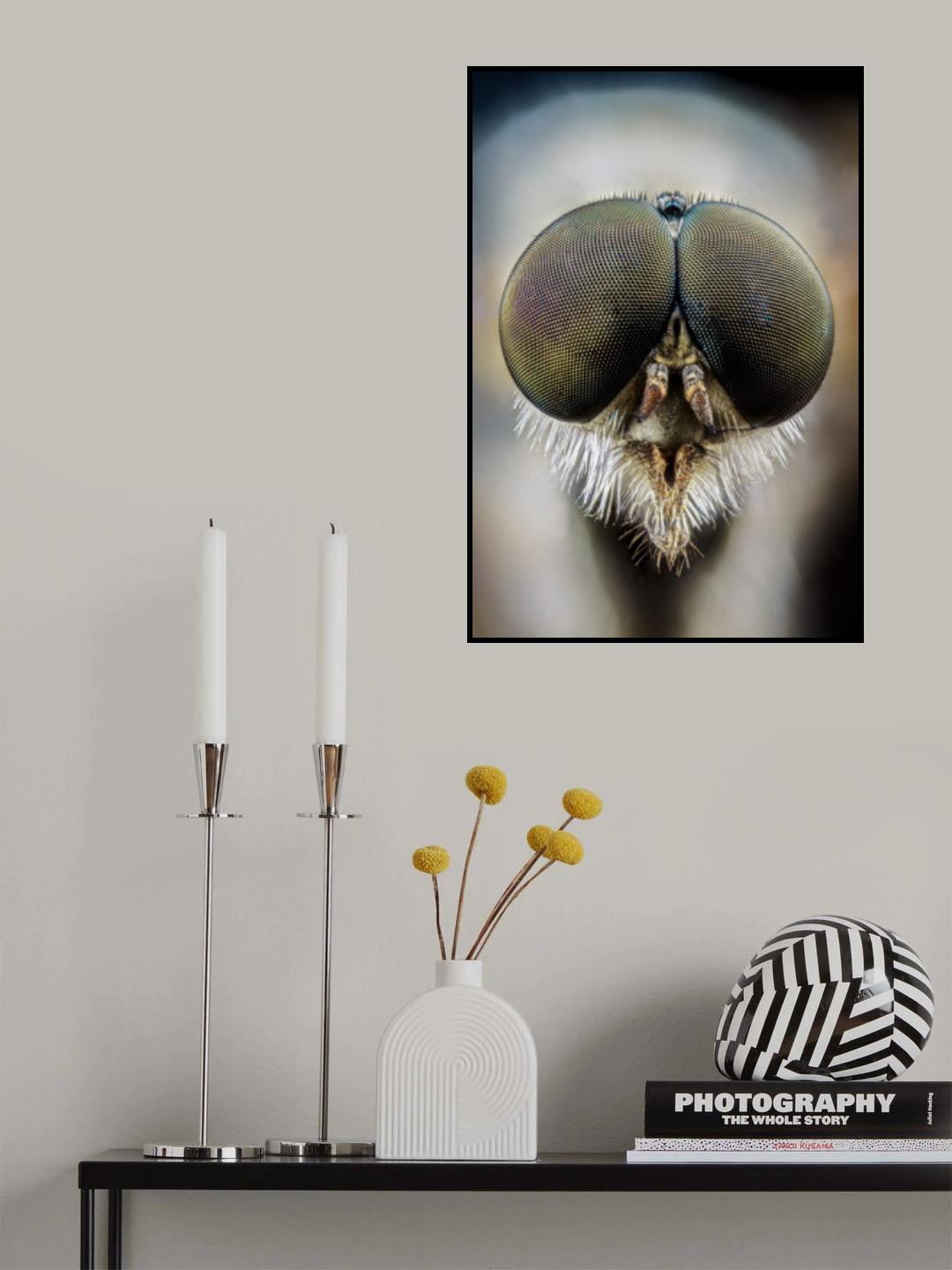 Rhagionidae Poster och Canvastavla