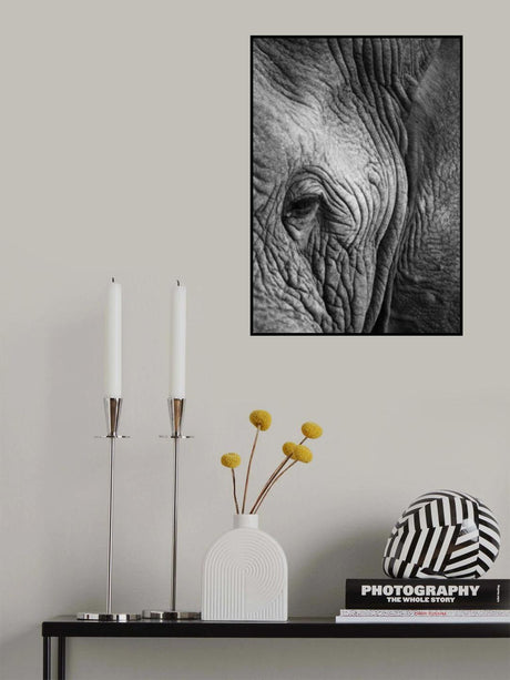 Elephant Study Poster och Canvastavla