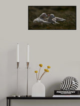 Dreaming lambs in the dunes Poster och Canvastavla
