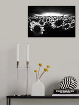 Sunflowers against the light Poster och Canvastavla