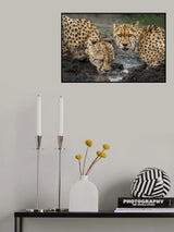 Wild refreshment Poster och Canvastavla