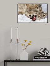 Wolves Rules Poster och Canvastavla
