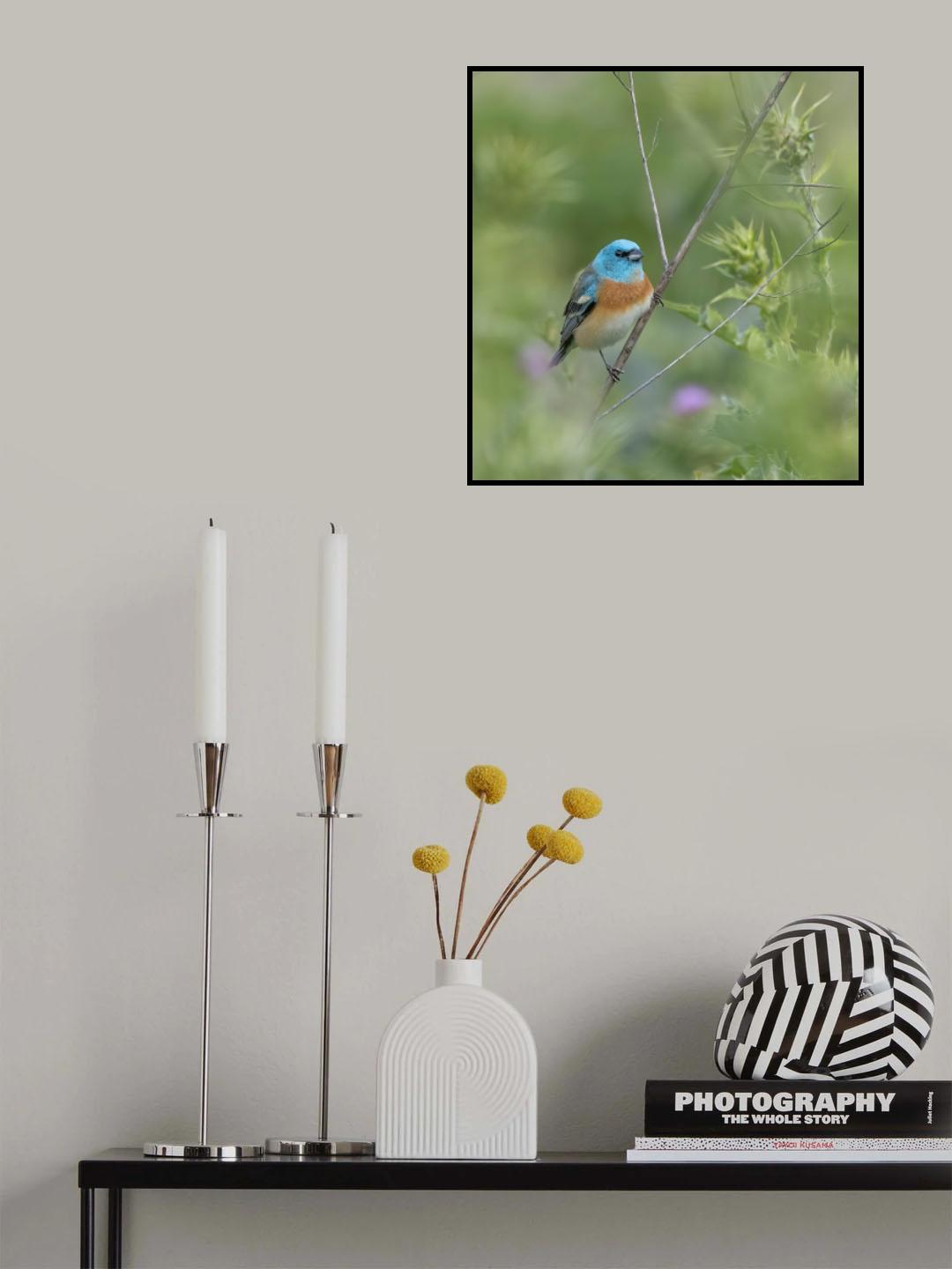 Lazuli Bunting Poster och Canvastavla
