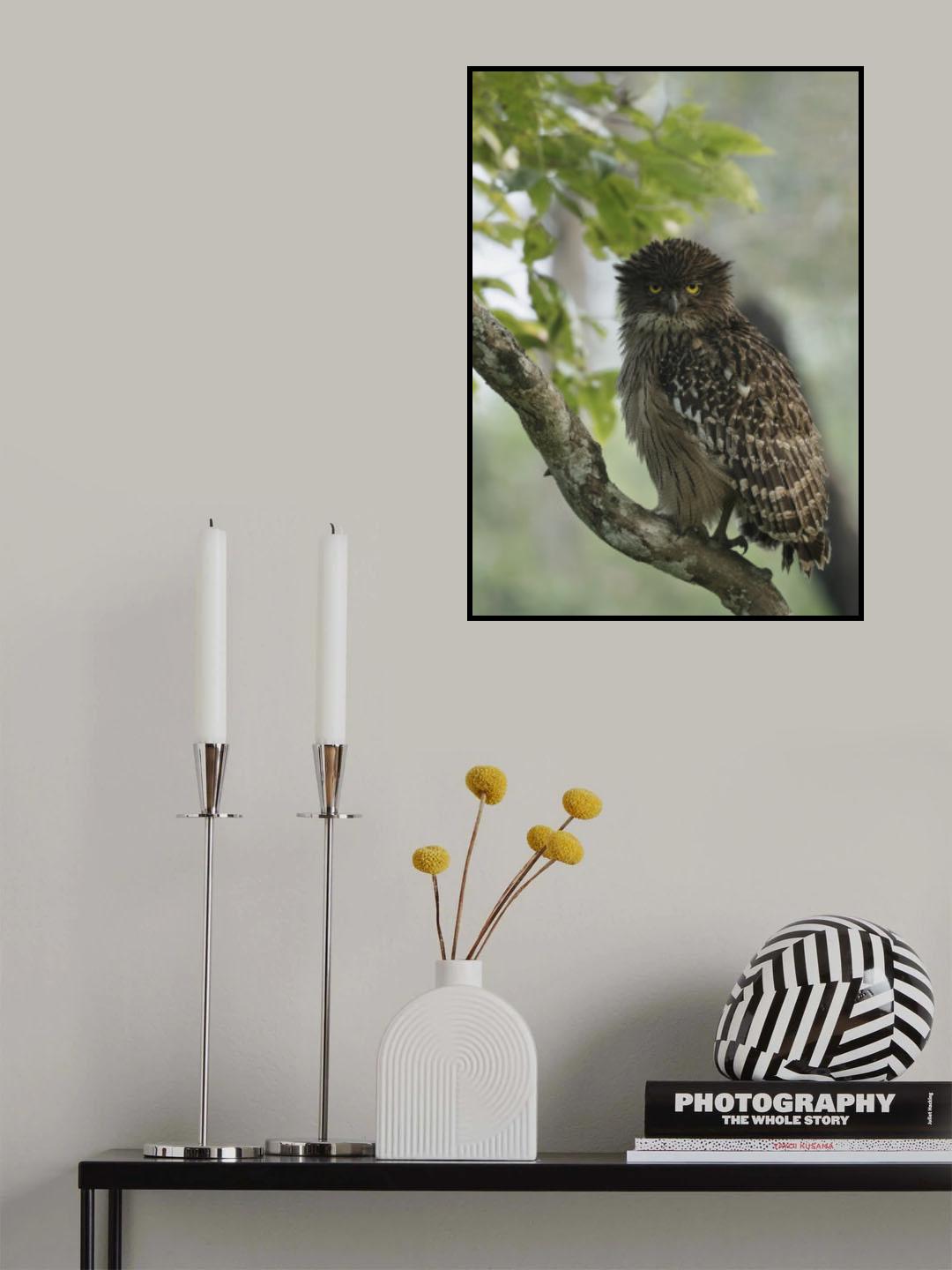 Brown fish owl 🦉 Poster och Canvastavla
