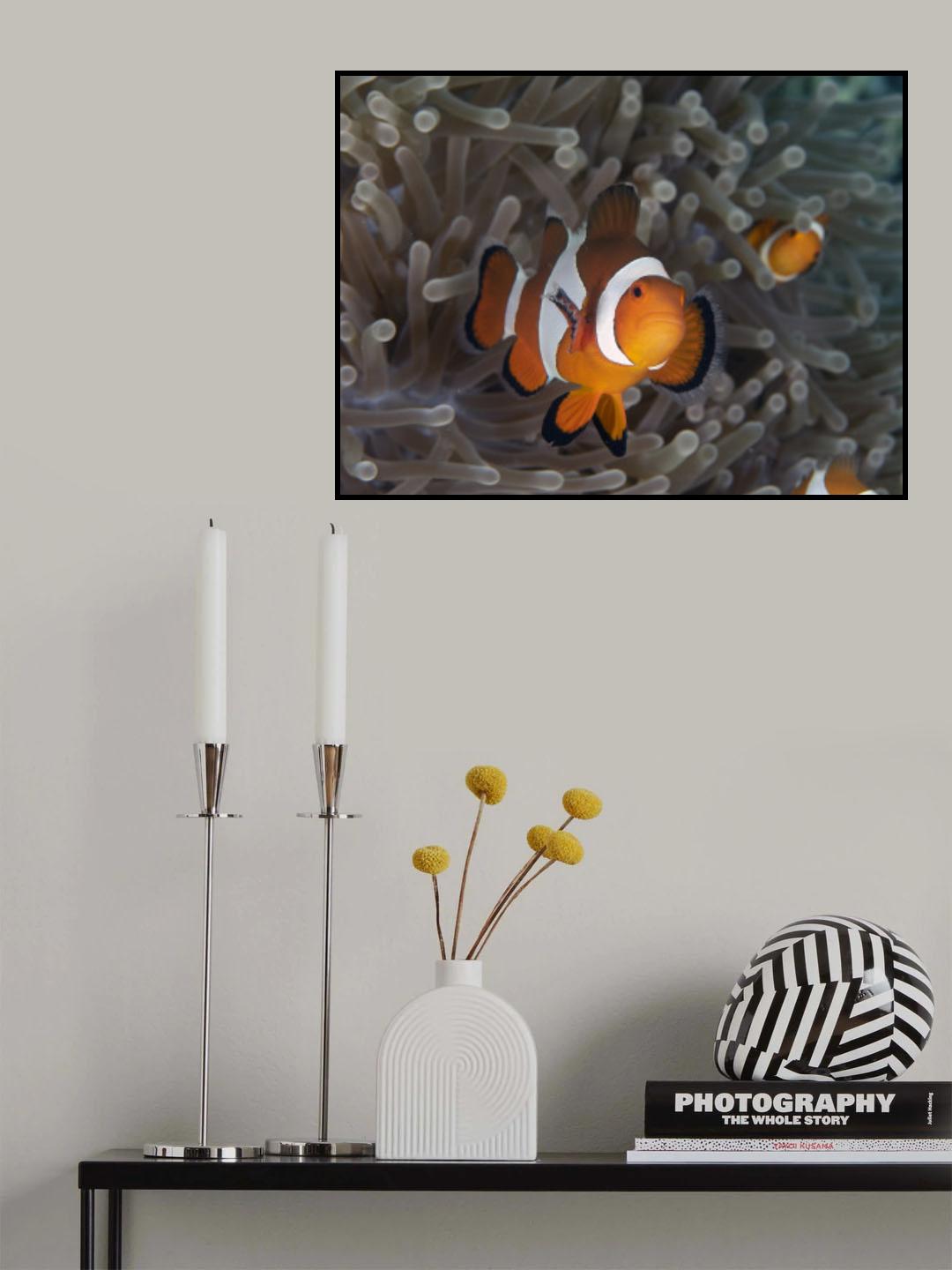 Clownfish Poster och Canvastavla
