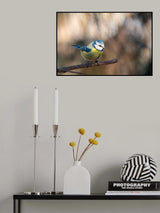 Parus caeruleus Poster och Canvastavla