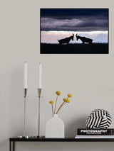 Topis fighting Poster och Canvastavla