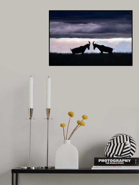 Topis fighting Poster och Canvastavla