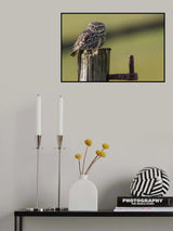Gatepost Owl Poster och Canvastavla