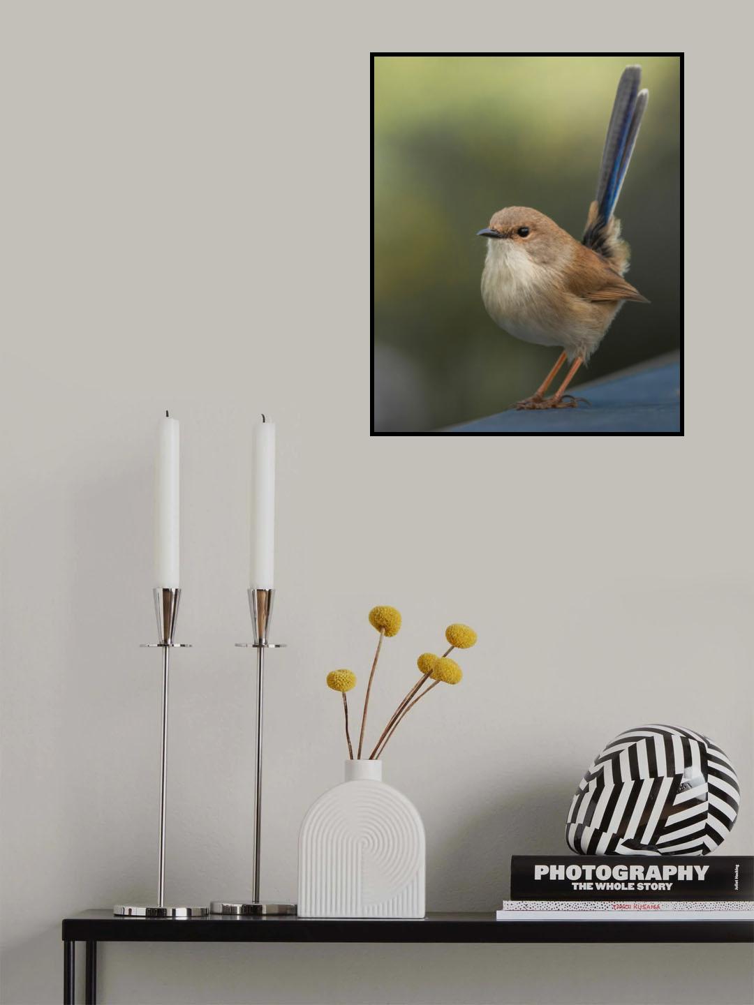 Superb FairyWren Poster och Canvastavla