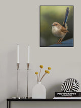 Superb FairyWren Poster och Canvastavla