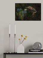 Green heron bird Poster och Canvastavla