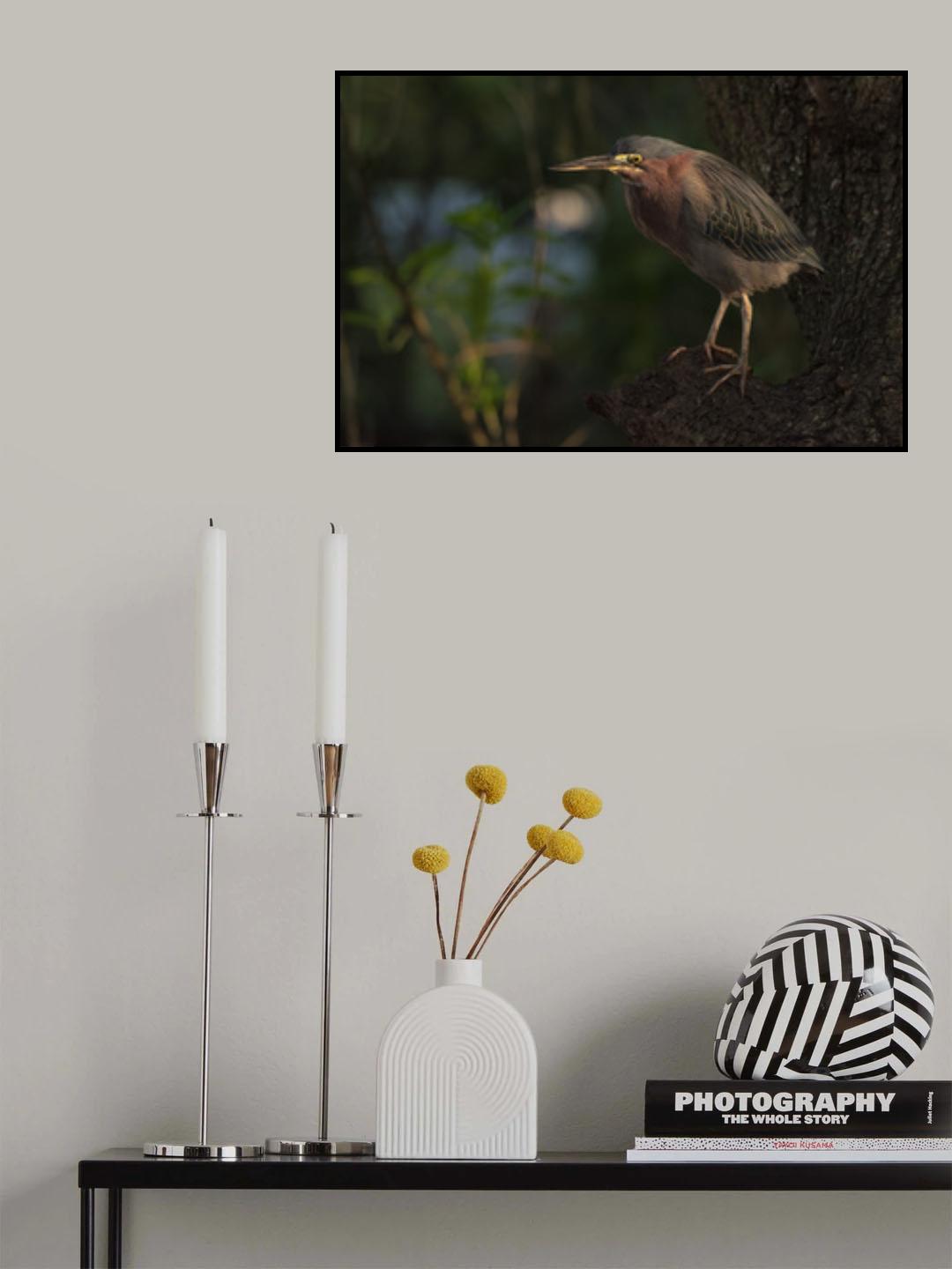Green heron bird Poster och Canvastavla