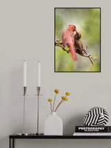 birds Kissing Poster och Canvastavla