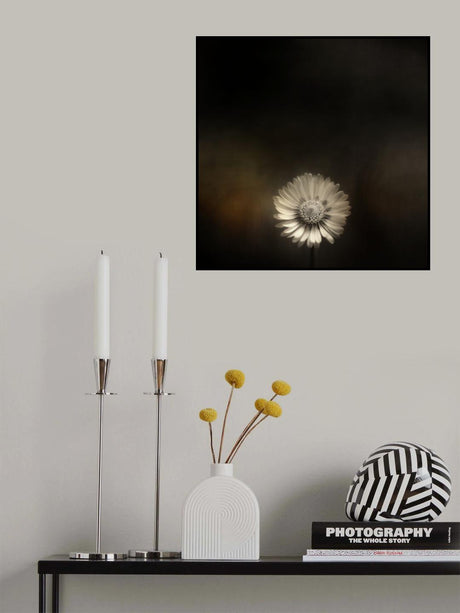 Small Bellis Poster och Canvastavla