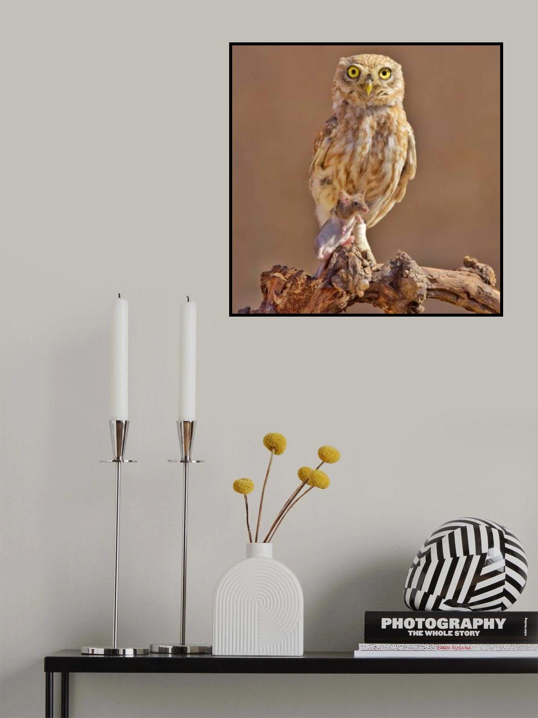 Little Owl Poster och Canvastavla