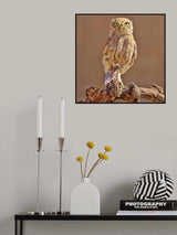 Little Owl Poster och Canvastavla