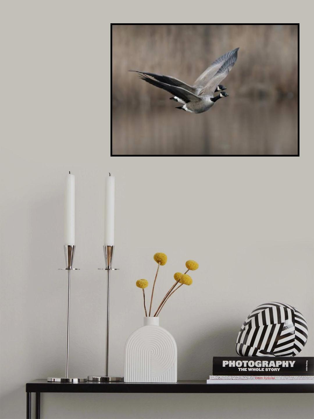 Canada goose (Branta canadensis) Poster och Canvastavla