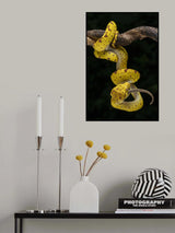 got gecko Poster och Canvastavla