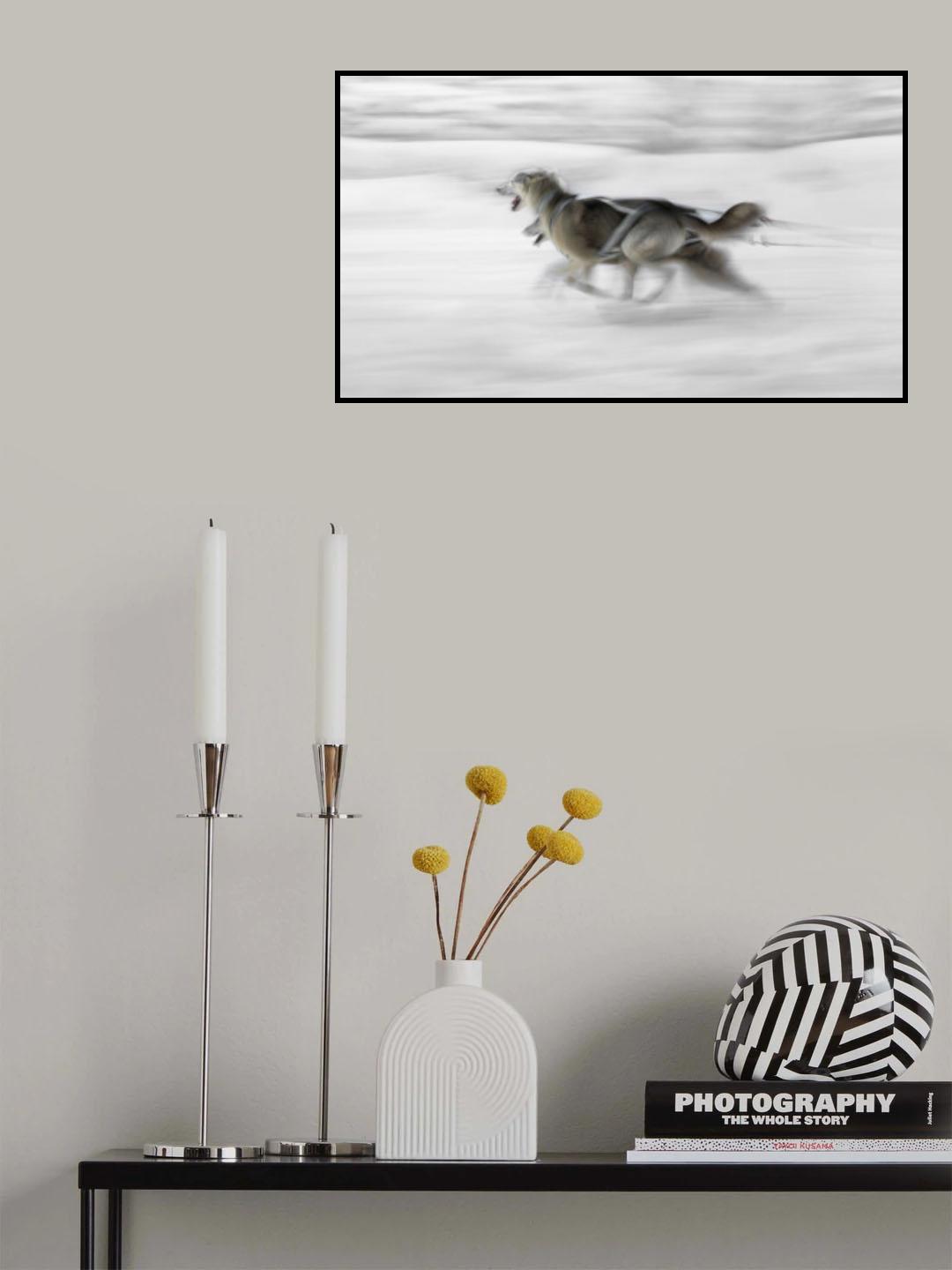 Dog sled Poster och Canvastavla