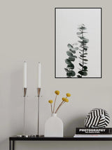 Eucalyptus Natural 03 Poster och Canvastavla