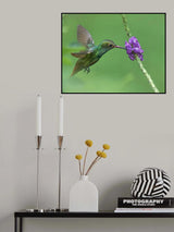 Rufous Tailed Hummingbird Poster och Canvastavla