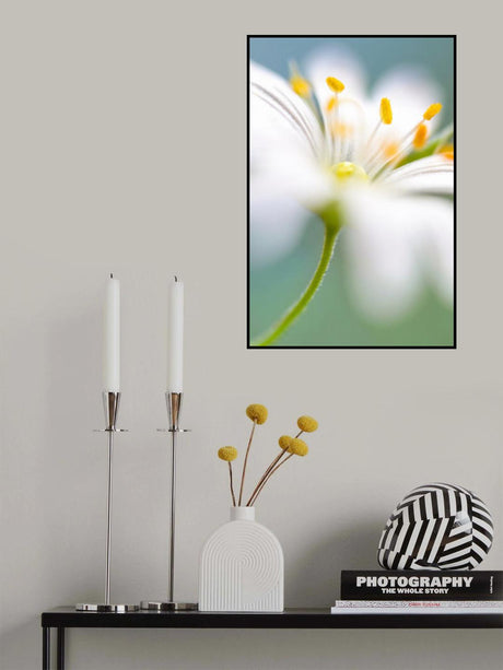 Stitchwort surprise Poster och Canvastavla
